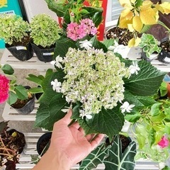 Flowershop.mix 7月17日海の日　泡瀬のパヤオでお花の出店 - フリーマーケット