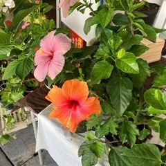 Flowershop.mix 7月17日海の日　泡瀬のパヤオでお花の出店 − 沖縄県