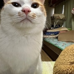 急募 兄弟猫ちゃん2匹里親を募集 − 長野県