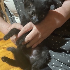 性格良し子の2ヶ月黒猫ちゃん − 佐賀県