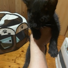 性格良し子の2ヶ月黒猫ちゃんの画像