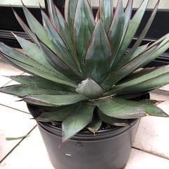 アガベ☆ブルーグロー アガベ ブルーグロー Agave 'Blue Glow' no.22809 | 芽の巣山