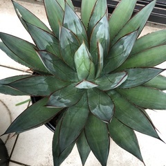 アガベ ブルーグロー