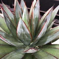 アガベ ブルーグロー