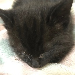 小さな黒猫② ベガ君 - 八尾市