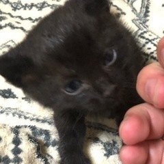 小さな黒猫② ベガ君 - 猫