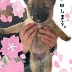 柴犬MIX  生後6ヶ月女子 - 犬
