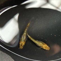 夜桜ゴールド幼魚サイズ5匹