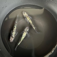 白斑ラメ幹之サファイア系メダカ稚魚〜幼魚サイズ5匹