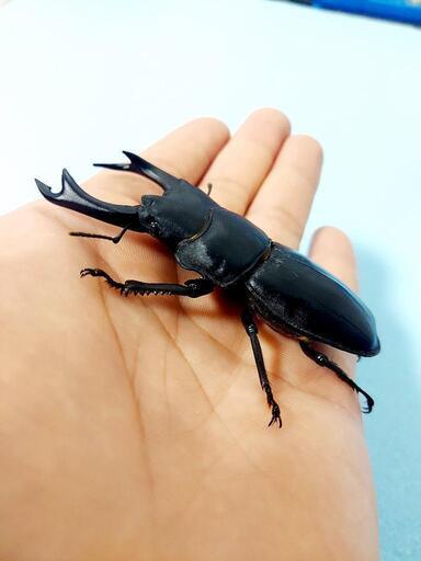 新成虫】能勢SR血統 オオクワガタ ♂️83.5㍉(90.1同) 単品 ◎配送可◎