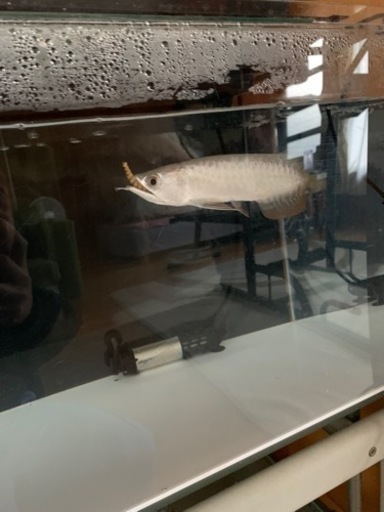 熱帯魚