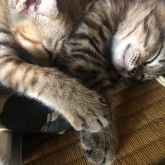 2ヶ月ぐらいの猫ちゃん