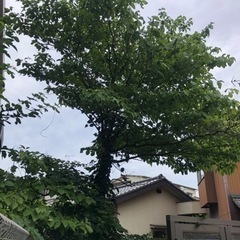 樹木 森林 庭木 伐採 いらない木 邪魔な木 竹林 切ります 抜根無し 東京 埼玉 千葉 茨城の画像