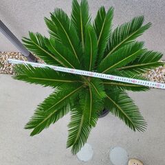 蘇鉄 ソテツ 鉢植え大株