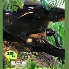 🔸世界の昆虫とふれあおう！🔸『カブトムシ・クワガタムシの森』