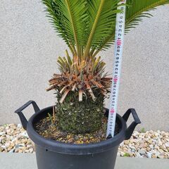 ソテツ　大株 蘇鉄 ソテツ 鉢植え大株