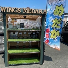 メダカ無人販売🐟‼️