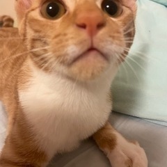 茶トラ　リン君🐈