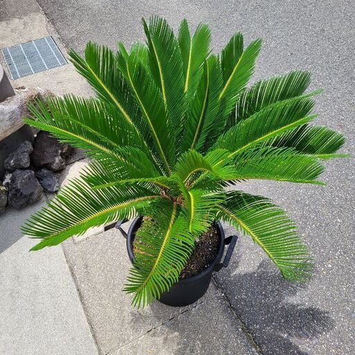 蘇鉄 ソテツ 鉢植え大株