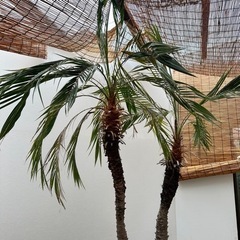 ココス椰子　