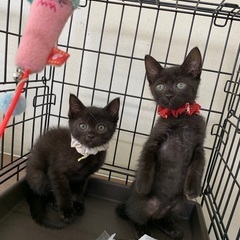 生後2か月　黒子猫2匹の画像