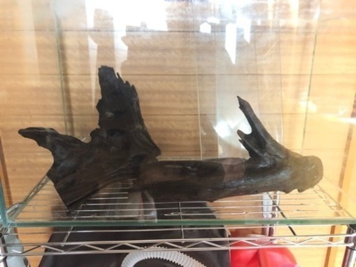 流木2個　　アクアリウム雑貨