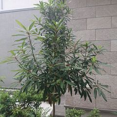 植木あげます(種類不明)