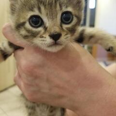 姉妹一緒のお家が出来ました😄　キジトラ子猫　うめちゃん♥️