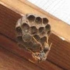 沼津市周辺での蜂駆除、蜂の巣駆除に対応致します - 沼津市