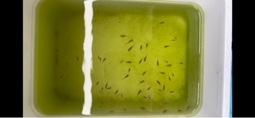 アマテラス 稚魚 50匹