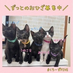 黒系子猫5兄妹です。