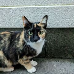 親子の野良猫ですがとても人懐っこいです。