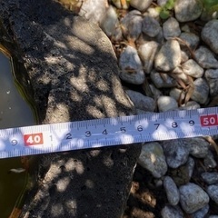 ◎お値下げしました‼️ 古い時代 つくばい 蹲 御影石手水鉢天然自然石坪庭茶道石仏庭園道祖神庭石坪庭鑑賞オブジェ茶人古田織部古民具盆栽 