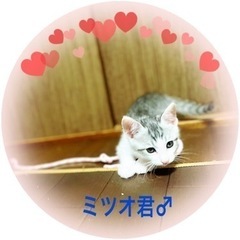 1ヶ月半〜2ヶ月　子猫里親募集！