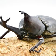 国産 天然カブトムシ 成虫 ２ペア Lサイズ