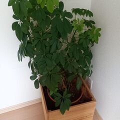 【取引中】ヤドリフカノキ　観葉植物