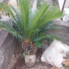 蘇鉄 ソテツ 双子 子株あり