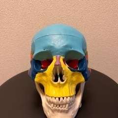 頭蓋骨　模型