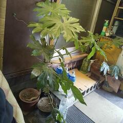 ヤツデ やつで 天狗の葉団扇 縁起物③