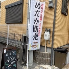 メダカすくい・メダカ直売7/16（日）12時〜16時