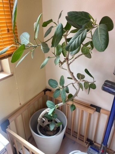 観葉植物　ゴムの木(フィカス)