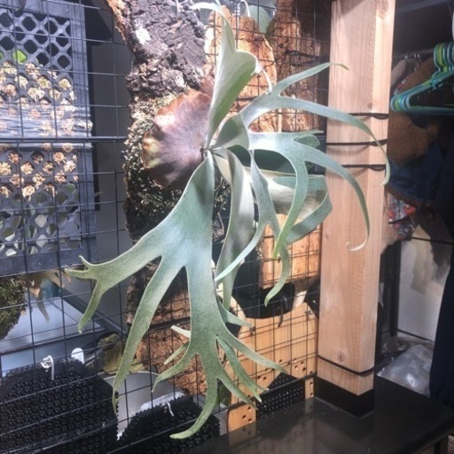 ビカクシダ　5種　追加①