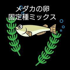 メダカ　卵　固定種ミックス　200〜250個程