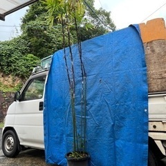 シュロ竹　シュロチク　高さ2.2m 5本立ち