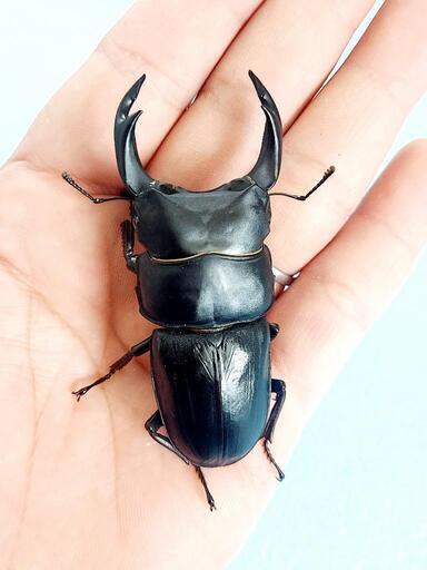 【新成虫】能勢YG血統　オオクワガタ　♂️80.0㍉＋♀️52.3㍉　ペア　◎配送可◎