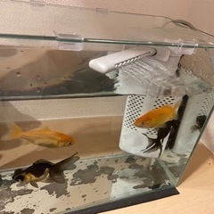 金魚4匹と水槽