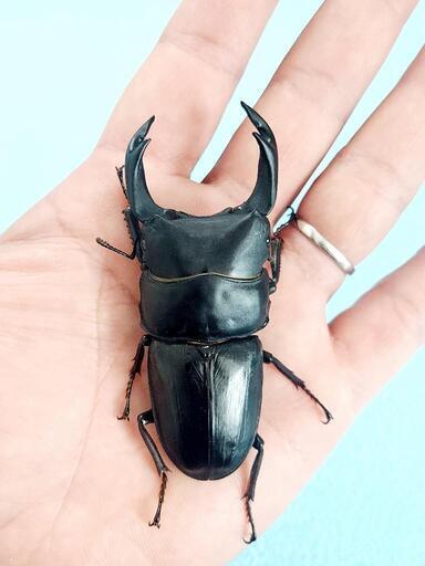 【新成虫】能勢SR血統　オオクワガタ　♂️86.0㍉B(90.1同)　単品　◎配送可◎