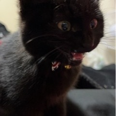 元気いっぱい黒猫のリンちゃん🐈‍⬛🖤    決まりそう😌 - 熊本市