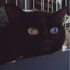 元気いっぱい黒猫のリンちゃん🐈‍⬛🖤    決まりそう😌の画像