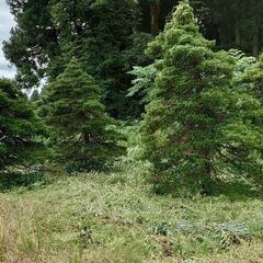 庭木　オッコ　(イチイ　アララギ)